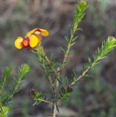 Dillwynia phylicoides at Canberra Central, ACT - 13 Sep 2015