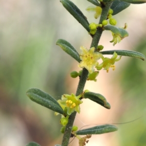 Phyllanthus occidentalis at Canberra Central, ACT - 13 Sep 2015 11:28 AM