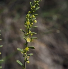 Phyllanthus occidentalis at Canberra Central, ACT - 13 Sep 2015