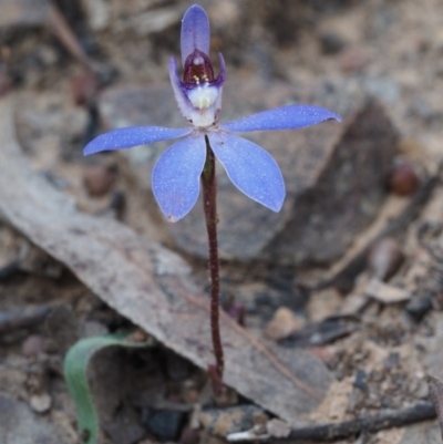 Cyanicula caerulea (Blue Fingers, Blue Fairies) at Canberra Central, ACT - 13 Sep 2015 by KenT