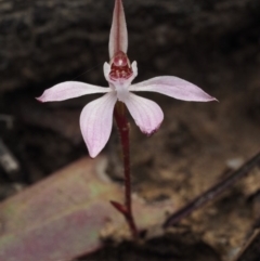 Caladenia fuscata (Dusky Fingers) at Canberra Central, ACT - 13 Sep 2015 by KenT