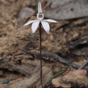 Caladenia fuscata at Canberra Central, ACT - 13 Sep 2015