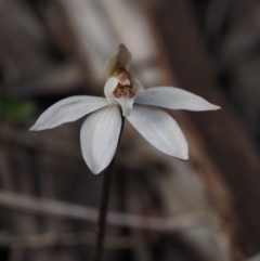 Caladenia fuscata at Canberra Central, ACT - 13 Sep 2015