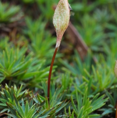 Dawsonia (genus) (A moss) at Canberra Central, ACT - 13 Sep 2015 by KenT