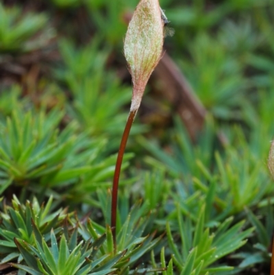 Dawsonia (genus) (A moss) at Black Mountain - 13 Sep 2015 by KenT