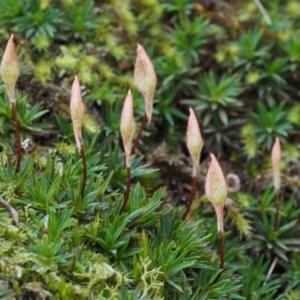 Dawsonia (genus) at Canberra Central, ACT - 13 Sep 2015