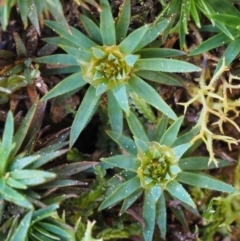 Dawsonia (genus) at Canberra Central, ACT - 13 Sep 2015