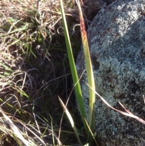 Dianella sp. aff. longifolia (Benambra) at Molonglo River Reserve - 15 Sep 2015