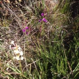 Swainsona monticola at Molonglo River Reserve - 15 Sep 2015 02:56 PM