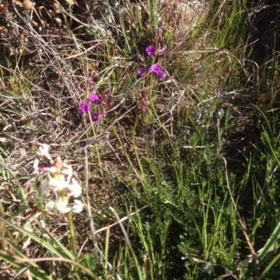 Swainsona monticola (Notched Swainson-Pea) at Lower Molonglo - 15 Sep 2015 by RichardMilner