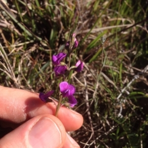 Swainsona monticola at Molonglo River Reserve - 15 Sep 2015 02:56 PM