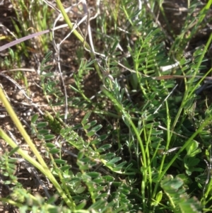 Swainsona monticola at Molonglo River Reserve - 15 Sep 2015 02:56 PM