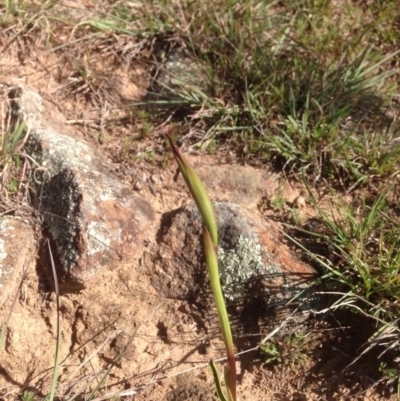 Diuris dendrobioides (Late Mauve Doubletail) at Denman Prospect, ACT - 15 Sep 2015 by RichardMilner