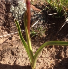 Diuris dendrobioides at suppressed - 15 Sep 2015