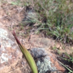 Diuris dendrobioides at suppressed - 15 Sep 2015