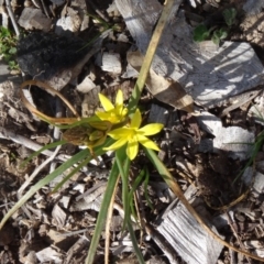 Bulbine bulbosa (Golden Lily) at Molonglo Valley, ACT - 10 Sep 2015 by galah681