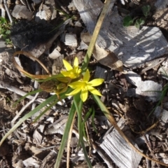 Bulbine bulbosa (Golden Lily, Bulbine Lily) at Molonglo Valley, ACT - 10 Sep 2015 by galah681