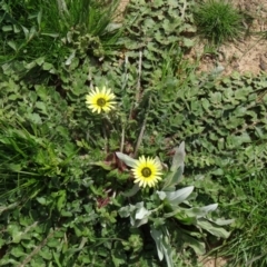 Arctotheca calendula (Capeweed, Cape Dandelion) at National Arboretum Woodland - 10 Sep 2015 by galah681