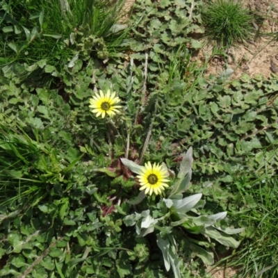 Arctotheca calendula (Capeweed, Cape Dandelion) at National Arboretum Woodland - 10 Sep 2015 by galah681