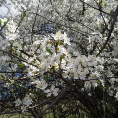 Pyrus sp. (An Ornamental Pear) at National Arboretum Woodland - 10 Sep 2015 by galah681