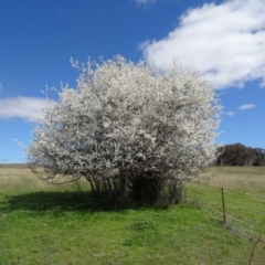 Pyrus sp. at Molonglo Valley, ACT - 10 Sep 2015