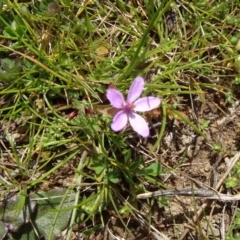 Erodium cicutarium (Common Storksbill, Common Crowfoot) at National Arboretum Woodland - 10 Sep 2015 by galah681