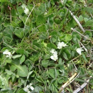 Trifolium subterraneum at Molonglo Valley, ACT - 10 Sep 2015 11:47 AM