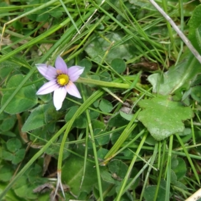 Romulea rosea var. australis (Onion Grass) at National Arboretum Woodland - 10 Sep 2015 by galah681