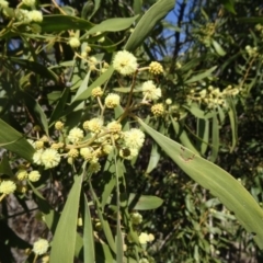 Acacia melanoxylon (Blackwood) at Paddys River, ACT - 5 Sep 2015 by galah681