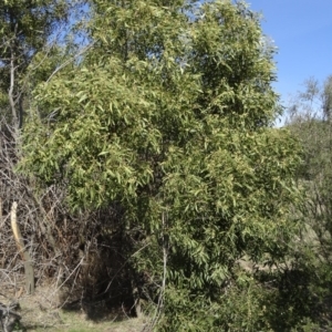 Acacia melanoxylon at Paddys River, ACT - 5 Sep 2015