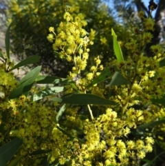 Acacia rubida (Red-stemmed Wattle, Red-leaved Wattle) at Tidbinbilla Nature Reserve - 5 Sep 2015 by galah681