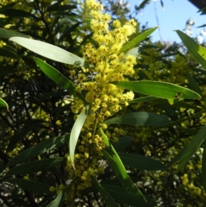 Acacia rubida at Paddys River, ACT - 5 Sep 2015 10:01 AM