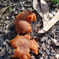 Laccaria sp. (Laccaria) at Tidbinbilla Nature Reserve - 5 Sep 2015 by galah681