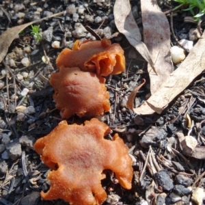 Laccaria sp. at Paddys River, ACT - 5 Sep 2015 11:46 AM