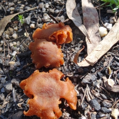 Laccaria sp. (Laccaria) at Paddys River, ACT - 5 Sep 2015 by galah681