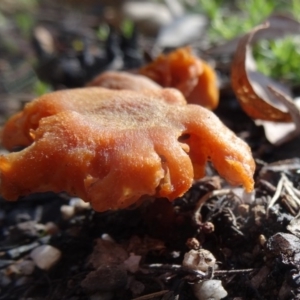 Laccaria sp. at Paddys River, ACT - 5 Sep 2015 11:46 AM