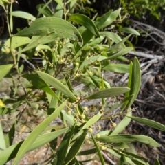 Acacia melanoxylon (Blackwood) at Paddys River, ACT - 5 Sep 2015 by galah681