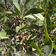 Acacia melanoxylon at Paddys River, ACT - 5 Sep 2015