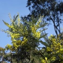 Acacia dealbata (Silver Wattle) at Tidbinbilla Nature Reserve - 5 Sep 2015 by galah681