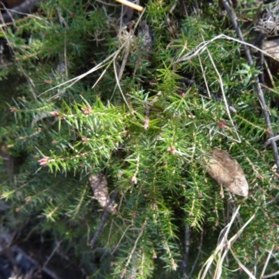 Acrotriche serrulata (Ground-berry) at Tidbinbilla Nature Reserve - 5 Sep 2015 by galah681