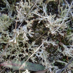 Cladonia sp. (genus) at Paddys River, ACT - 5 Sep 2015 12:16 PM