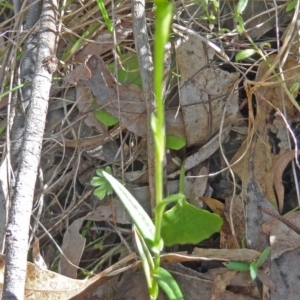 Bunochilus montanus (ACT) = Pterostylis jonesii (NSW) at Paddys River, ACT - 5 Sep 2015