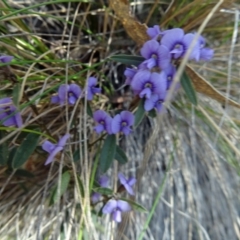 Hovea heterophylla (Common Hovea) at Tidbinbilla Nature Reserve - 5 Sep 2015 by galah681