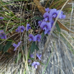 Hovea heterophylla at Paddys River, ACT - 5 Sep 2015 12:23 PM