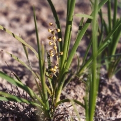 Lomandra filiformis (Wattle Mat-rush) at Theodore, ACT - 10 Nov 2005 by MichaelBedingfield