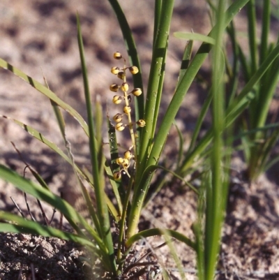 Lomandra filiformis (Wattle Mat-rush) at Theodore, ACT - 9 Nov 2005 by michaelb