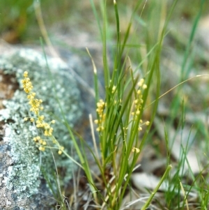 Lomandra filiformis at Point Hut to Tharwa - 9 Nov 2000 12:00 AM