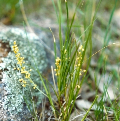 Lomandra filiformis (Wattle Mat-rush) at Point Hut Hill - 8 Nov 2000 by michaelb