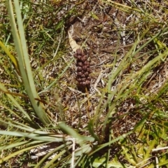 Lomandra filiformis (Wattle Mat-rush) at Conder, ACT - 23 Nov 1999 by michaelb