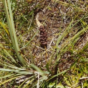 Lomandra filiformis at Conder, ACT - 24 Nov 1999 12:00 AM